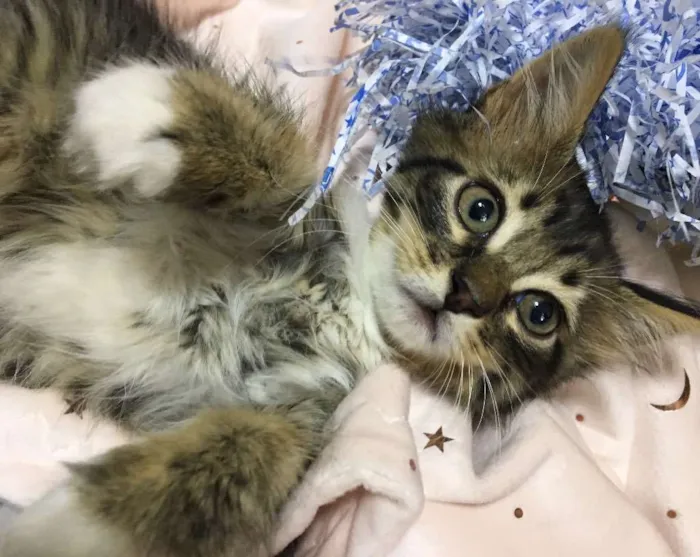 Gato ra a SRD idade 2 a 6 meses nome PIÑA