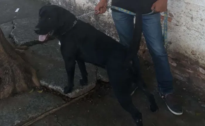 Cachorro ra a Labrador idade 1 ano nome Loki