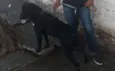 Loki