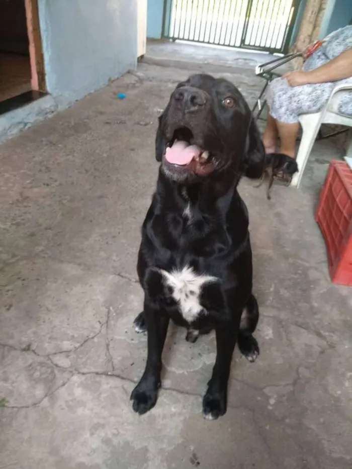 Cachorro ra a Labrador idade 1 ano nome Loki
