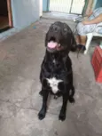 Loki