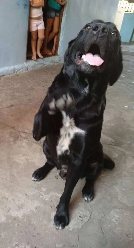 Cachorro ra a Labrador idade 1 ano nome Loki