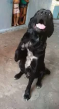 Loki