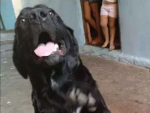 Cachorro raça Labrador idade 1 ano nome Loki