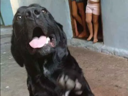 Cachorro ra a Labrador idade 1 ano nome Loki