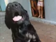 Loki