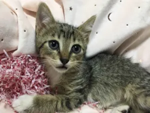 Gato raça SRD idade 2 a 6 meses nome MIMOSA