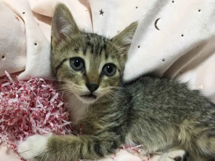 Gato ra a SRD idade 2 a 6 meses nome MIMOSA