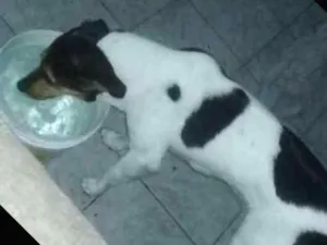 Cachorro raça SRD idade 1 ano nome Lady