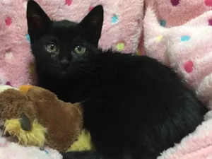 Gato raça SRD idade 2 a 6 meses nome MARGHERITA