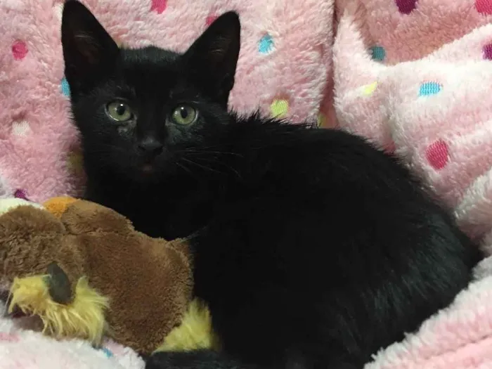 Gato ra a SRD idade 2 a 6 meses nome MARGHERITA