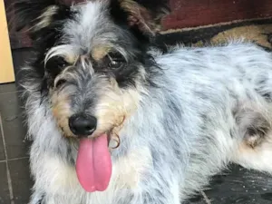 Cachorro raça SRD idade  nome Bob