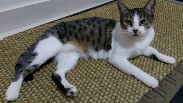 Gato ra a Não Definida idade 1 ano nome Fresquinha