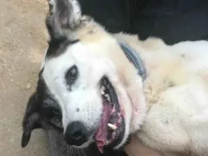 Cachorro raça SRD idade  nome Diana