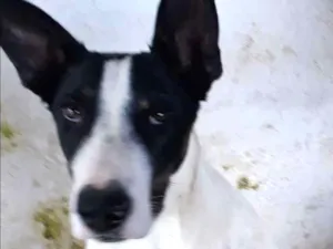 Cachorro raça Bull terrier idade 7 a 11 meses nome Logan