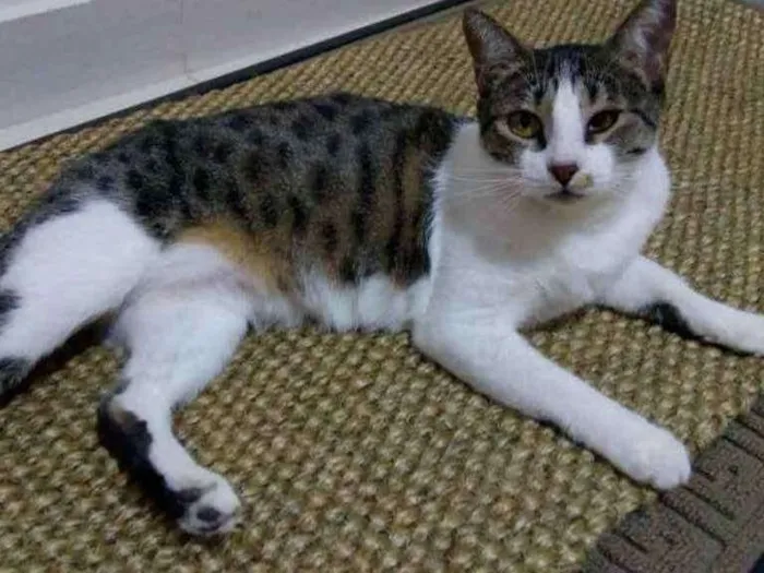 Gato ra a Não Definida idade 1 ano nome Fresquinha