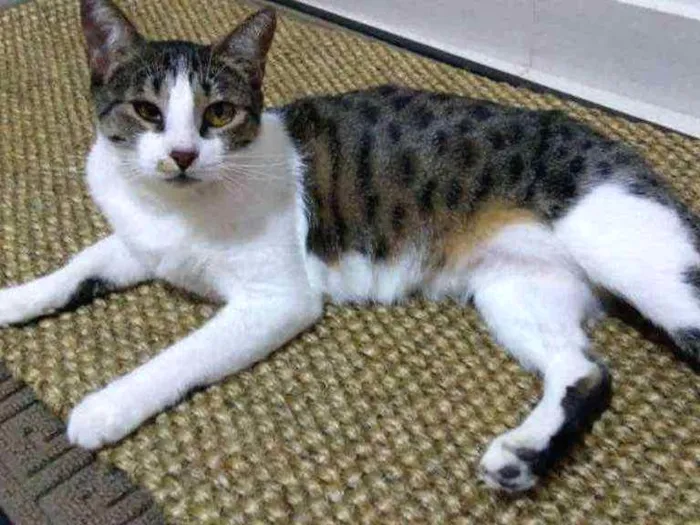 Gato ra a Não Definida idade 1 ano nome Fresquinha