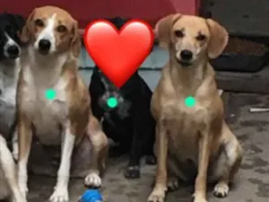 Cachorro raça Srd idade 2 anos nome Indy
