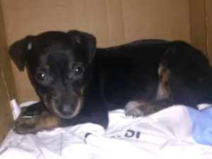 Cachorro raça Vira Lata idade 2 a 6 meses nome Bela
