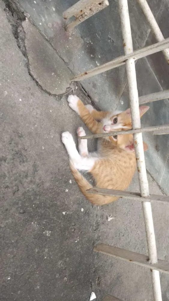 Gato ra a Mestiça idade 2 a 6 meses nome Nemo