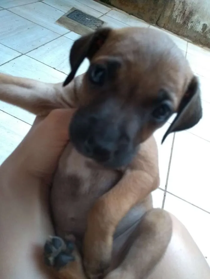 Cachorro ra a Pincher idade Abaixo de 2 meses nome Filhotes sem nome