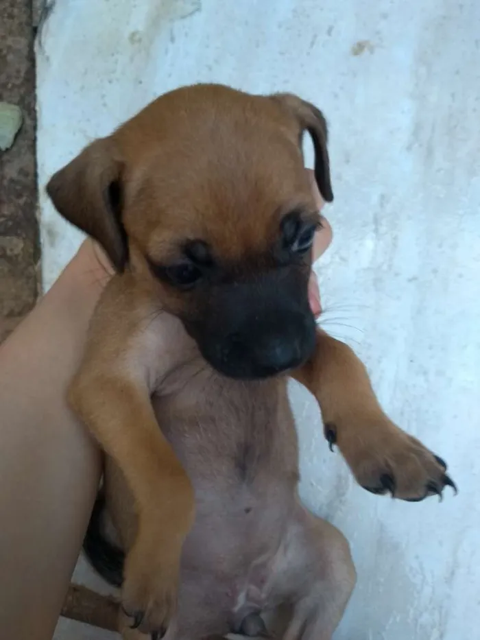 Cachorro ra a Pincher idade Abaixo de 2 meses nome Filhotes sem nome