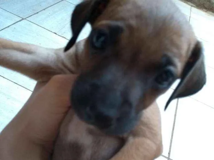 Cachorro ra a Pincher idade Abaixo de 2 meses nome Filhotes sem nome