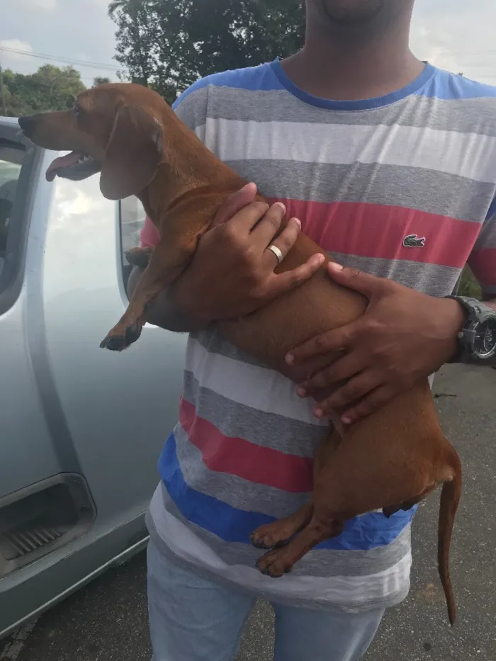 Cachorro ra a Basset idade 1 ano nome Sem nome