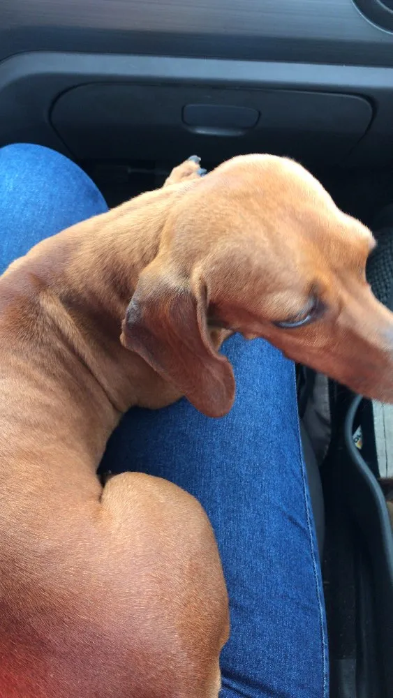 Cachorro ra a Basset idade 1 ano nome Sem nome