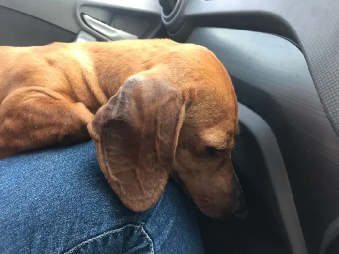 Cachorro ra a Basset idade 1 ano nome Sem nome