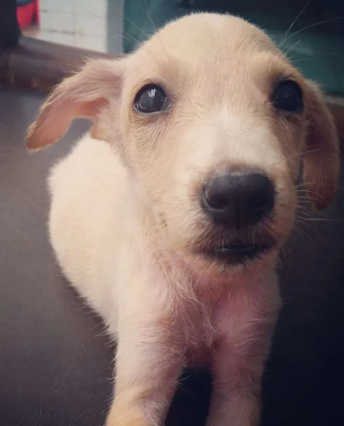 Cachorro raça mestiço dalmata e labrador idade 2 a 6 meses nome dorothy