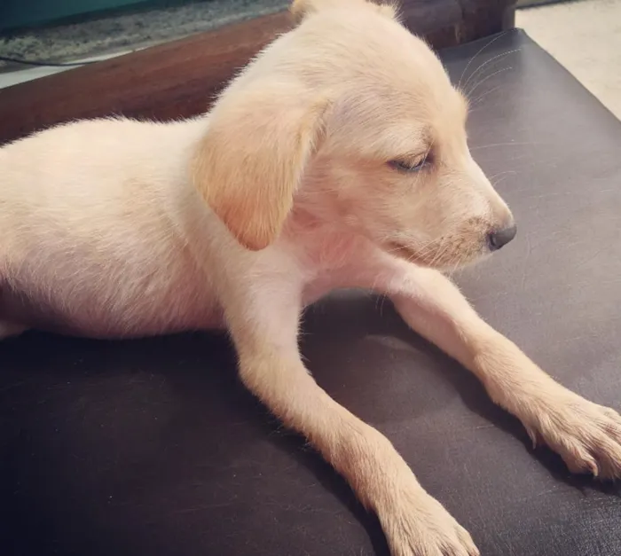 Cachorro raça mestiço dalmata e labrador idade 2 a 6 meses nome dorothy