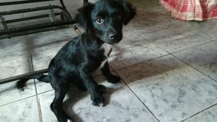 Cachorro ra a Vira lata idade Abaixo de 2 meses nome Sem nome