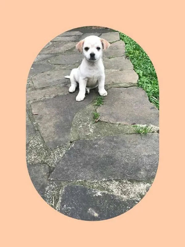 Cachorro ra a Indefinida idade 2 a 6 meses nome Panda