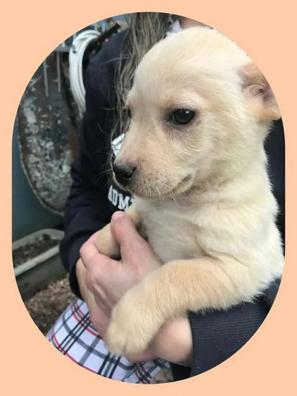 Cachorro ra a Indefinida idade 2 a 6 meses nome Marley