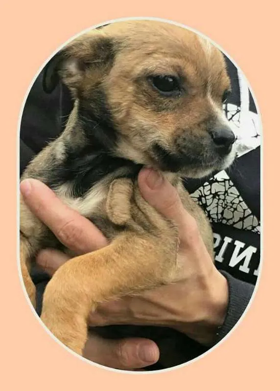 Cachorro ra a Indefinida idade 2 a 6 meses nome Menina