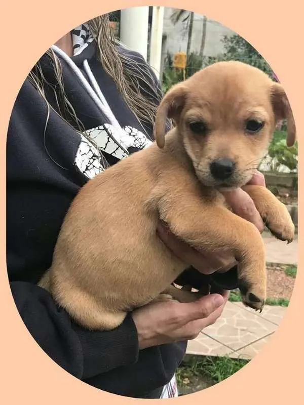 Cachorro ra a Indefinida idade 2 a 6 meses nome Guria