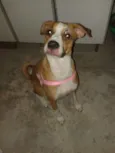 Kyara