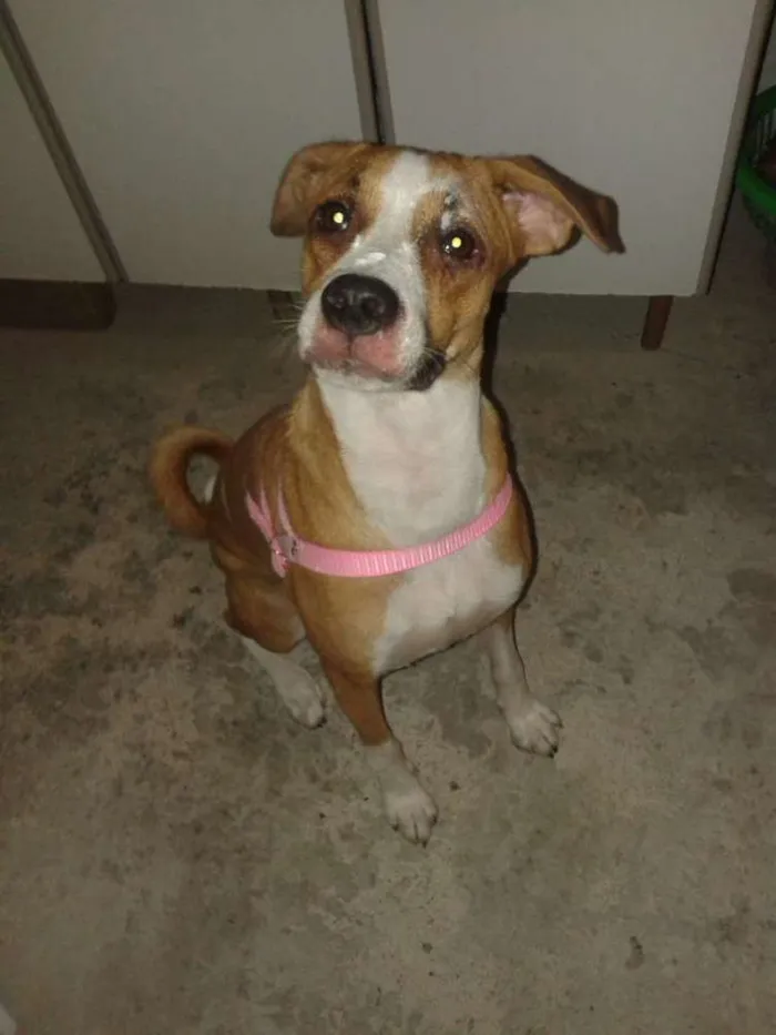 Cachorro ra a Indefinido idade 2 anos nome Kyara