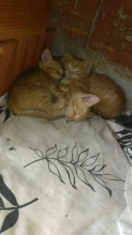 Gato ra a vira lata idade 2 a 6 meses nome sem nome