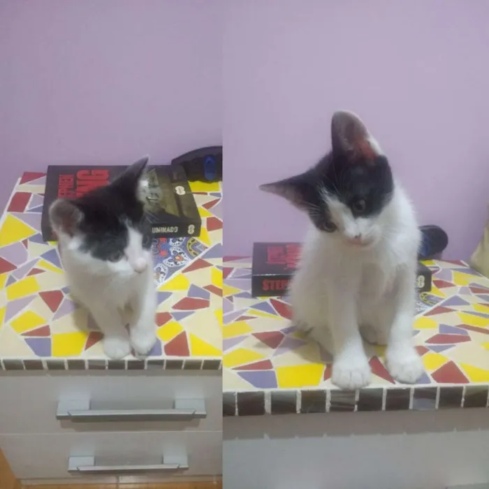 Gato ra a SRD idade Abaixo de 2 meses nome Sem nome