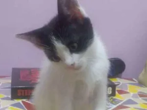 Gato raça SRD idade Abaixo de 2 meses nome Sem nome