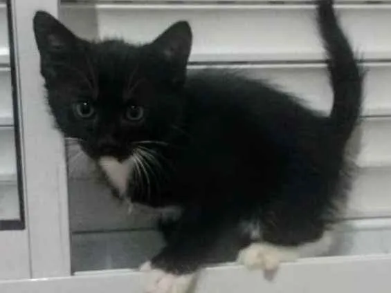 Gato ra a SRD idade Abaixo de 2 meses nome Luvis