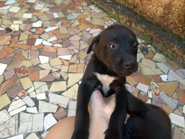 Cachorro raça SRD idade Abaixo de 2 meses nome sem nome