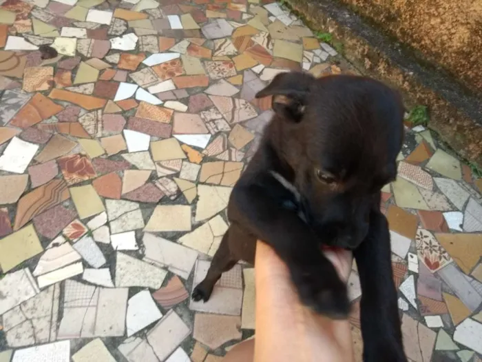 Cachorro raça SRD idade Abaixo de 2 meses nome sem nome