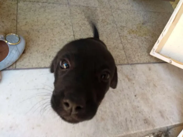 Cachorro raça SRD idade Abaixo de 2 meses nome sem nome