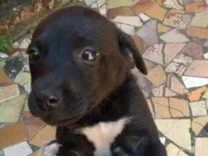 Cachorro raça SRD idade Abaixo de 2 meses nome sem nome