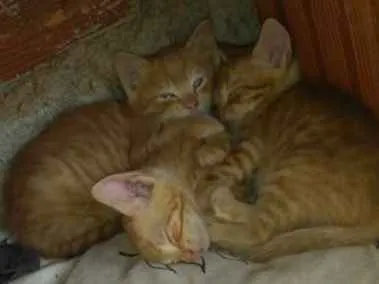 Gato ra a vira lata idade 2 a 6 meses nome sem nome