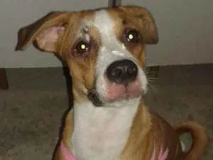 Cachorro raça Indefinido idade 2 anos nome Kyara