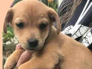 Cachorro raça Indefinida idade 2 a 6 meses nome Guria